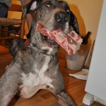 Slaverhound
