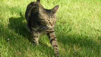 Cat hunting on a suburban lawn.