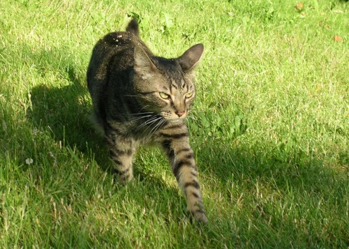 Cat hunting on a suburban lawn.
