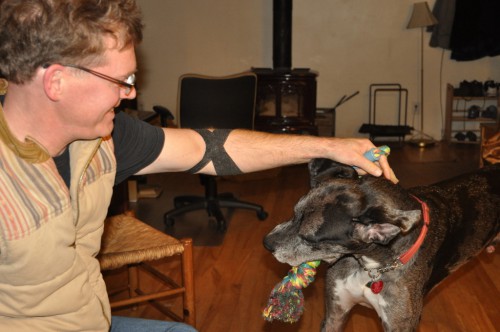 Tucker playing with a tug toy.