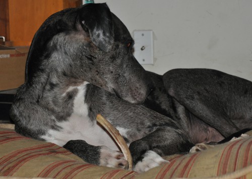 Tucker with a bone.