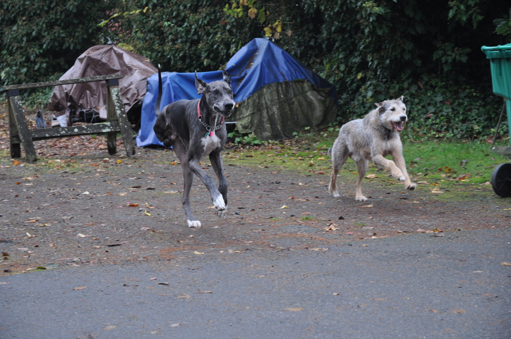 Tucker and Auggie RUN!