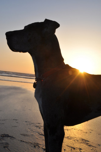 Beach sunset