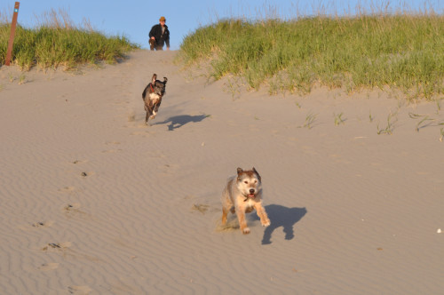 dogs on beach