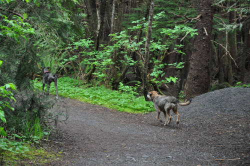 Dogs in Old Growth Forest