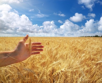 Growing wheat on the old Rice place. Photo courtesy of Off The Grid News.