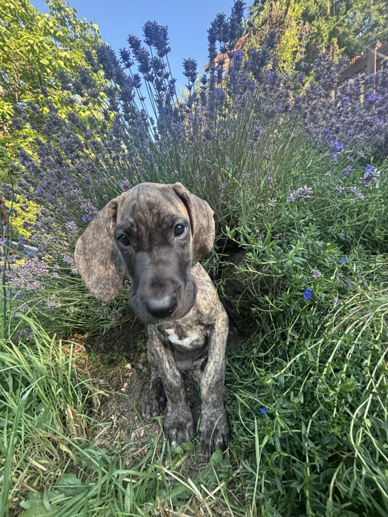 The best puppy in the world thinks you can DO IT!